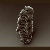 Podcast 272 - The Tardigrade Cast