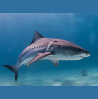 Podcast 165 - Sharks for St. Crispins Day