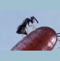 Podcast 146 - Not All Insects Are in Amber