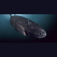 Podcast 95 - How Old Is It Greenland Sharks and Tyranosaurids