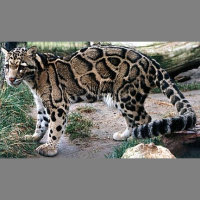 Podcast 15 - Game of Cats