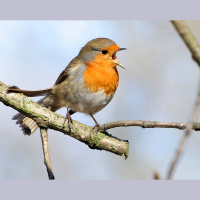 Podcast 91 - A Conservation Conversation Evolution with a Human Touch