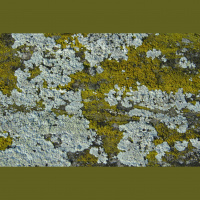 Podcast 11 - Early Life is a Battlefield