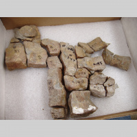 Podcast 145 - Bones and Hard Parts