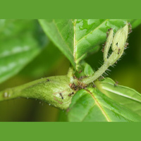 Podcast 292 - Thats How You Get Ants