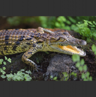 Podcast 233 - Croc Reply Guys