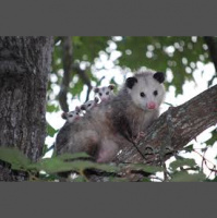 Podcast 202 - The Great Plant American Interchange