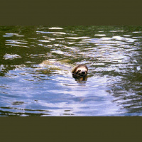 Podcast 137 - Sloth vs Sloth