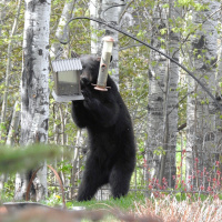 Journal of Animal Ecology: Citizen Science Special Issue, episode 5 Mark Ditmer