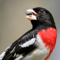 Journal of Animal Ecology: Citizen Science Special Issue, episode 2 Frank La Sorte