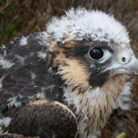 Reproductive Performance of Peregrine Falcons in southern Scotland