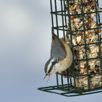 Journal of Animal Ecology: Citizen Science Special Issue, episode 3 Chris Latimer