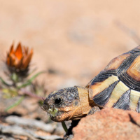 FE: Ken Thompson  Jurene Kemp: Daisies that close at night use colour to hide from herbivores