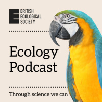 Spiders Spotted Using Trapped Fireflies to Lure Prey | The Story Behind The Paper