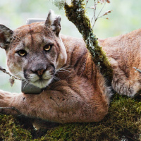 FE: Terrie Williams talks to Emma Sayer on the costs of surviving at the top of the food chain