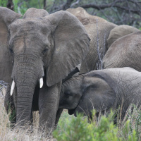 FE: Unravelling associations between body state and movement in African elephantsDavidJochowski