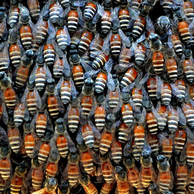 British Ecological Society Journals