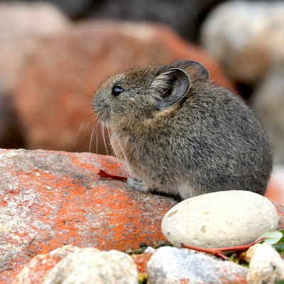 British Ecological Society Journals