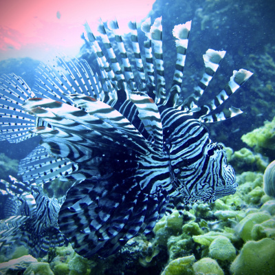 British Ecological Society Journals