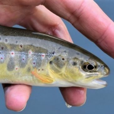 British Ecological Society Journals