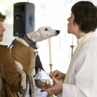 Beauty and St. Francis