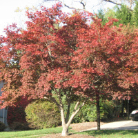 Listen to the Shepherd