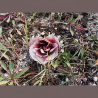 CoHearence - Episode Two