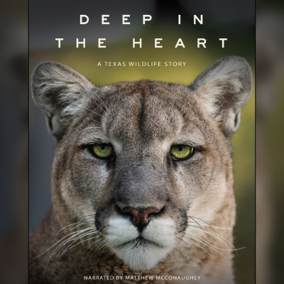 Master Wildlife Filmmaking Podcast