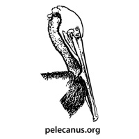 Pelecanus NEWS Episode #1 January 2020