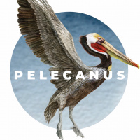 Pelecanus NEWS August 15 2022