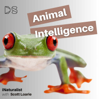 iNaturalist