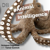 Octopus Cognition