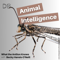 What the Antlion Knows