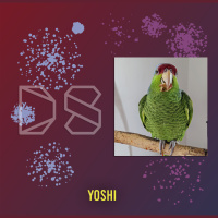 k-means Image Segmentation