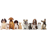 Appreciating The Animal Kingdom with Christopher Reburn  Nancy Howry