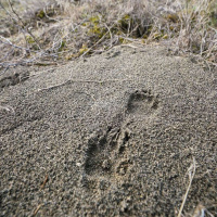 QUEER NATURE on Reclaiming Wild Safe Space /223 ⌠ENCORE⌡