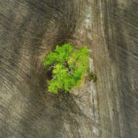 GOPAL DAYANENI on the Exploitation of Soil and Story /232