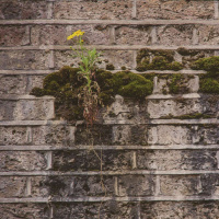 CHRIS HEDGES on Deflating the Ruling Elite through Civil Disobedience /122