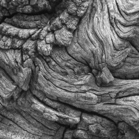 STEPHEN JENKINSON on a Lucid Reckoning /349