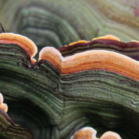 CHRISTIAN SCHWARZ on the Sublime World of Fungi /158