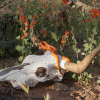 WOMAN STANDS SHINING (Pat McCabe) on Humanitys Homecoming [ENCORE] /282