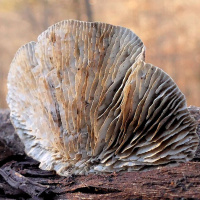 GIULIANA FURCI on the Divine Time of Fungal Evolution [ENCORE] /289