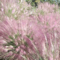 ROBIN WALL KIMMERER on Indigenous Knowledge for Earth Healing /35