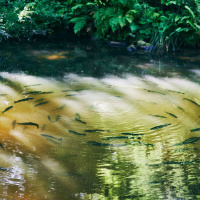 CAMILLE DEFRENNE on Forest Symbiosis /213