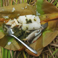 GINA RAE LA CERVA on Wild Foods and Our Web of Relations /197