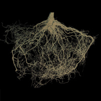 THENMOZHI SOUNDARARAJAN on Annihilating Caste Systems /314