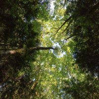 NALINI NADKARNI on Discovering Forest Canopy Microcosms /62