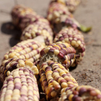 AMYROSE FOLL on Free Food for Liberation /238