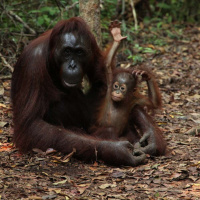 Dr. BIRUTÉ MARY GALDIKAS on Orangutan Refugees in Their Own Land /93