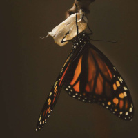 Dr. BAYO AKOMOLAFE on Slowing Down in Urgent Times /155